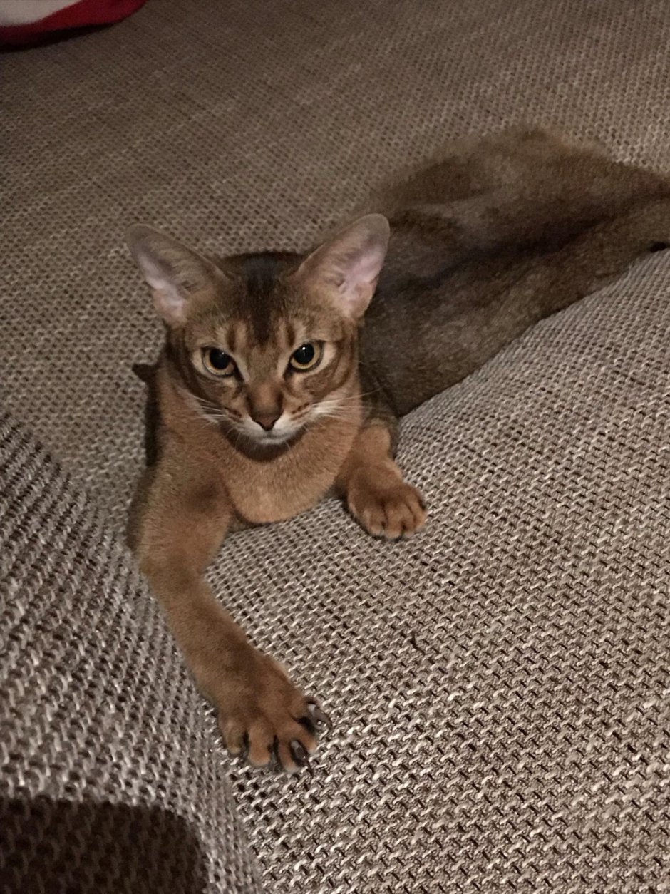 Котята 2020