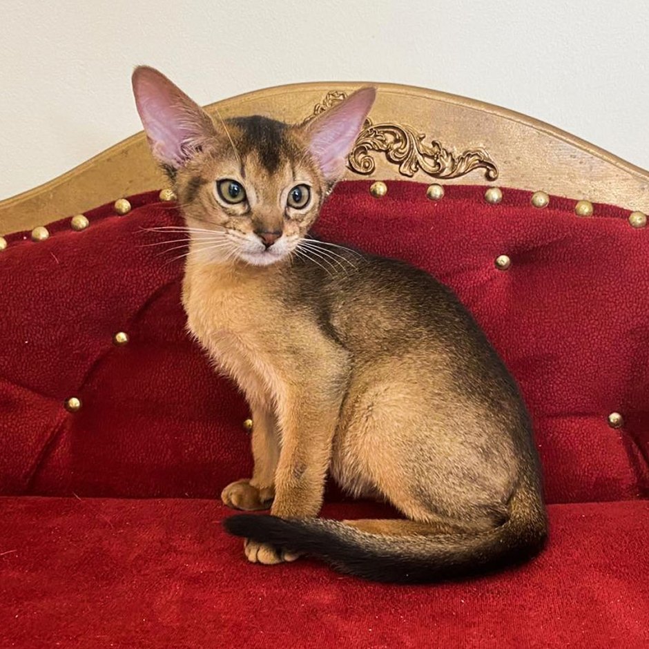 Абиссинская кошка