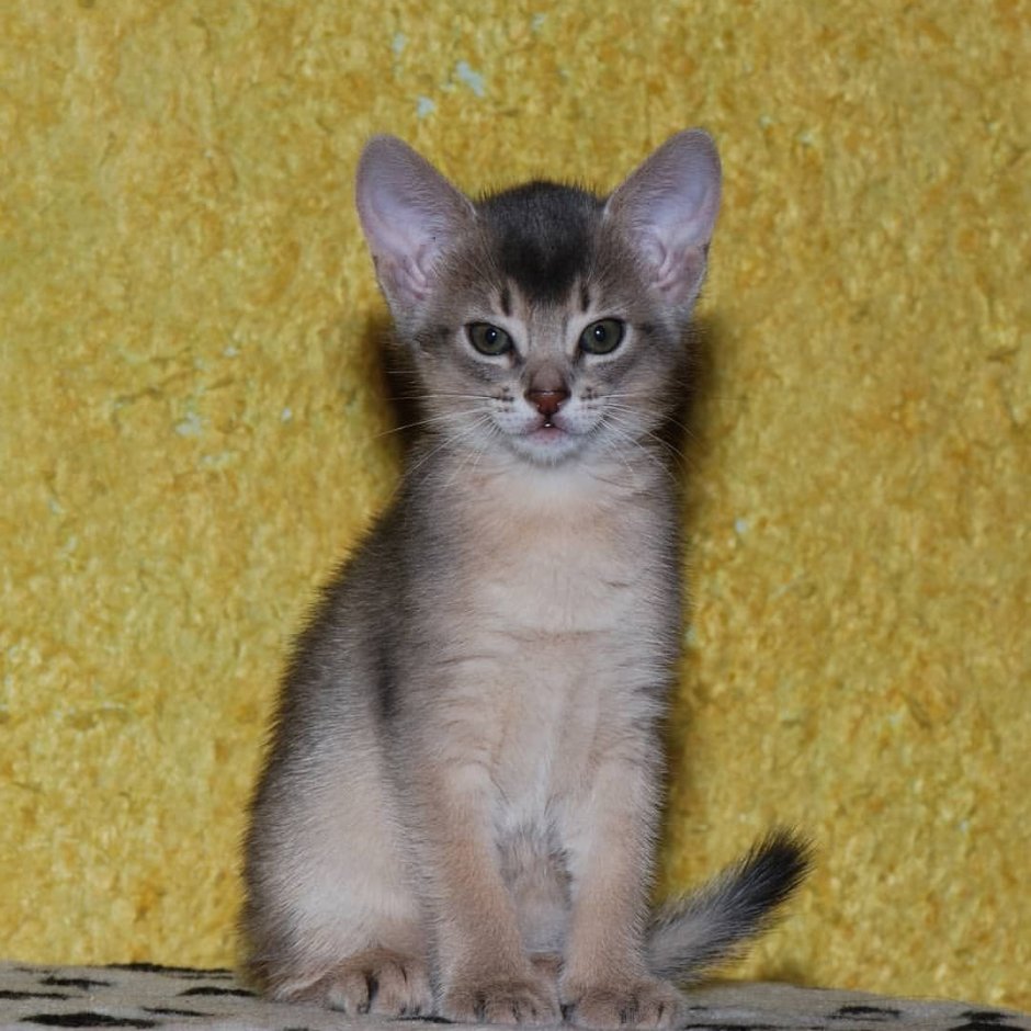 Абиссинский кот серый