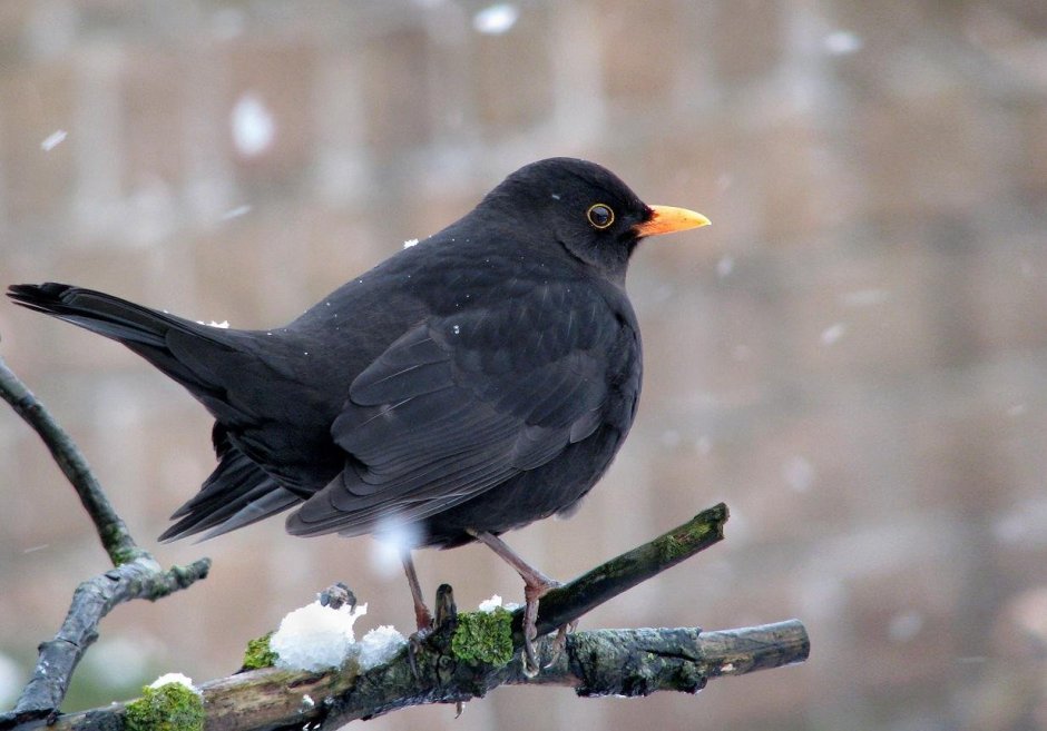 Turdus Serranus