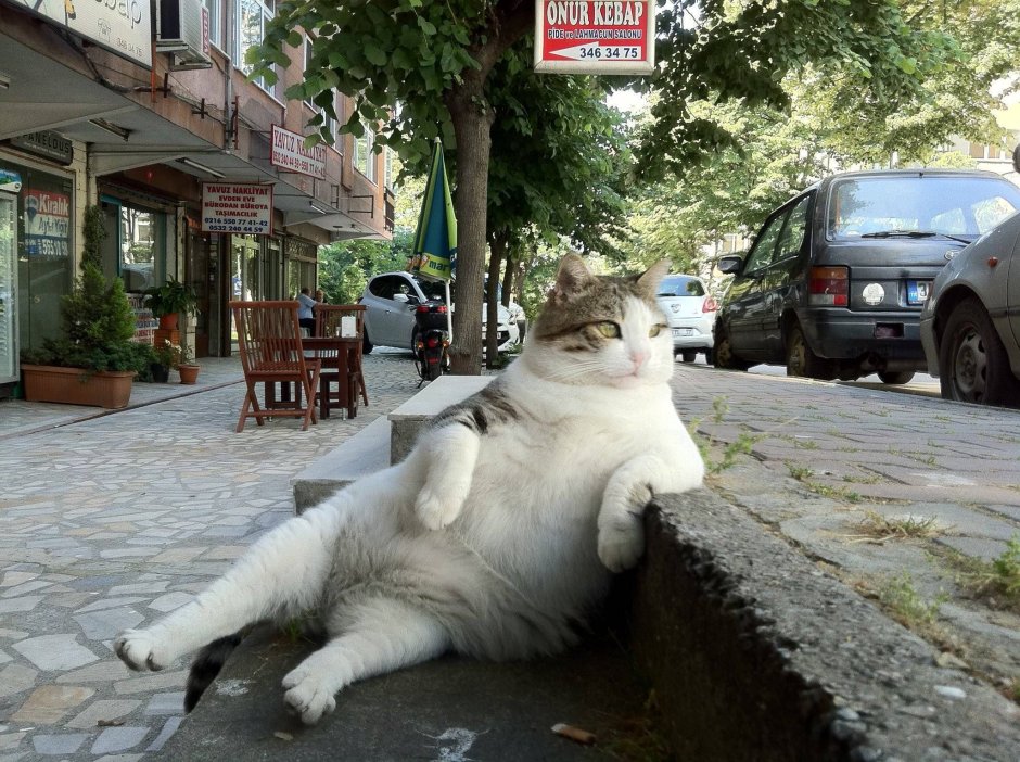 Кошки подруги