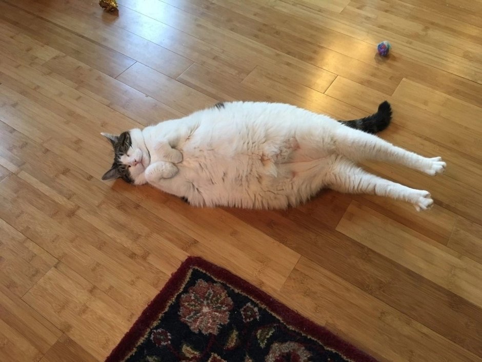 Жирный котик