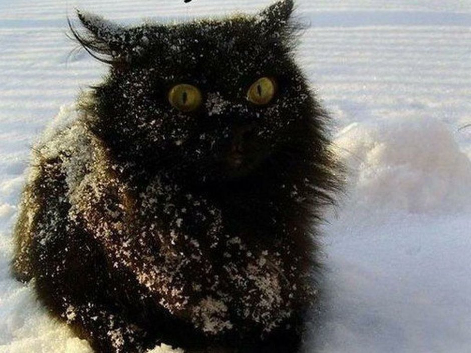 Котик замерз