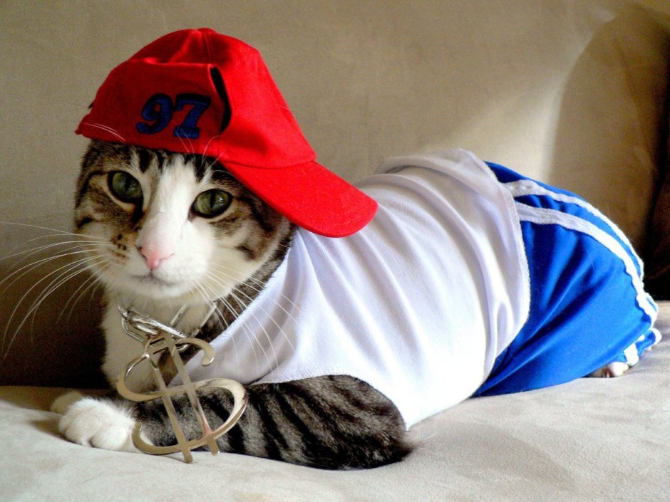 Котик в отпуске