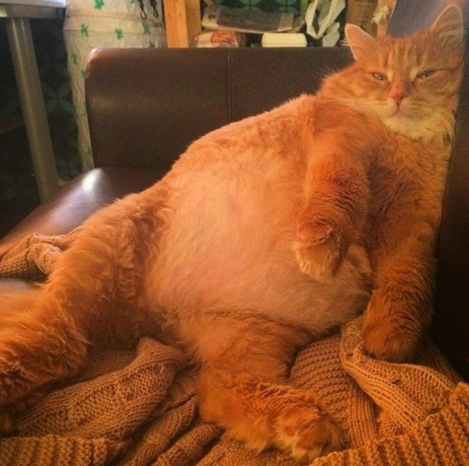 Синие коты Ирины Зенюк Стикеры
