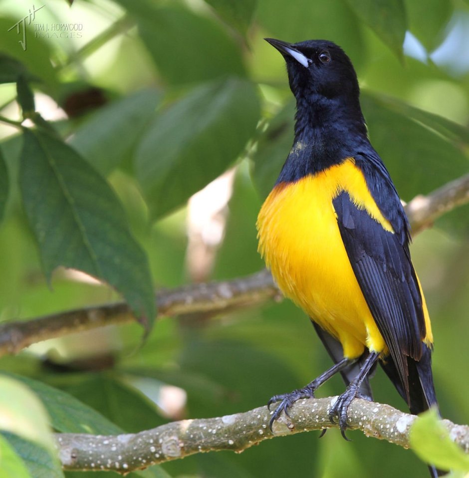 Icterus Melanopsis