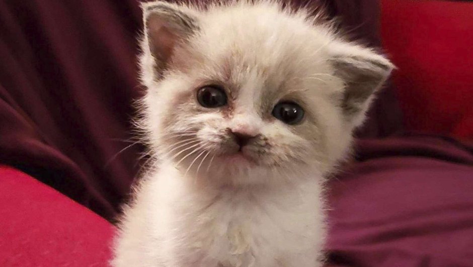 Котенок улыбается