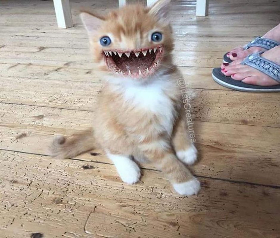 Коты с человеческими зубами