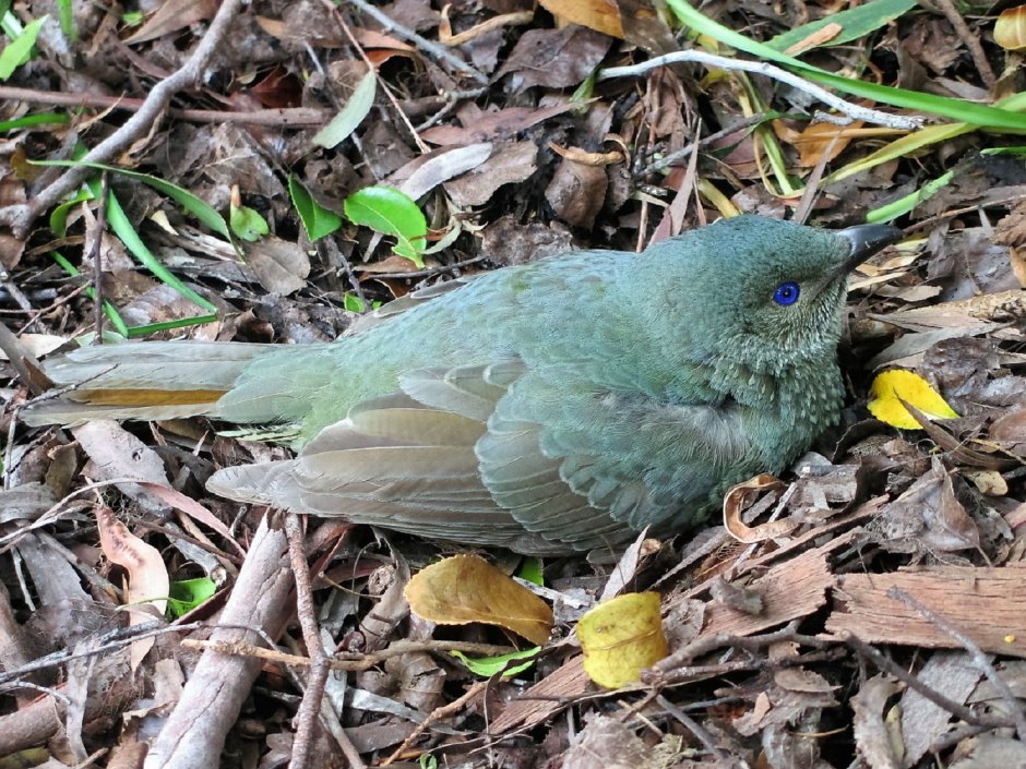 Гуамский ворон