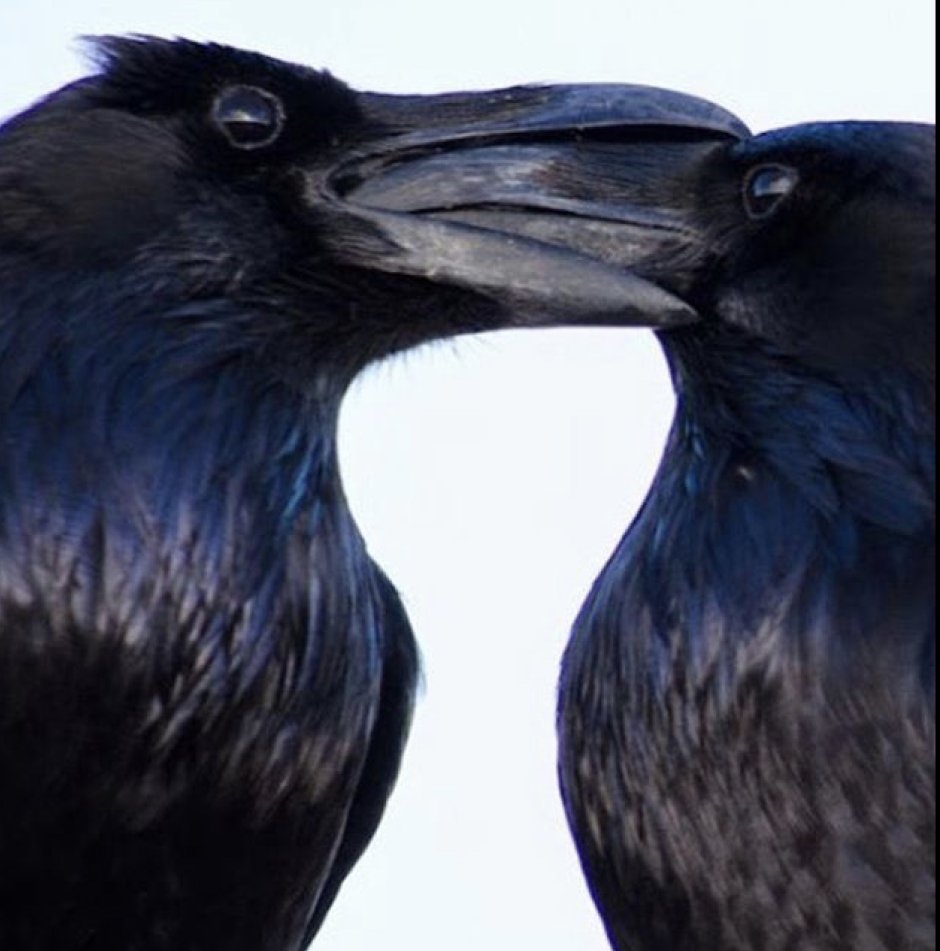 Blackbird черный Дрозд