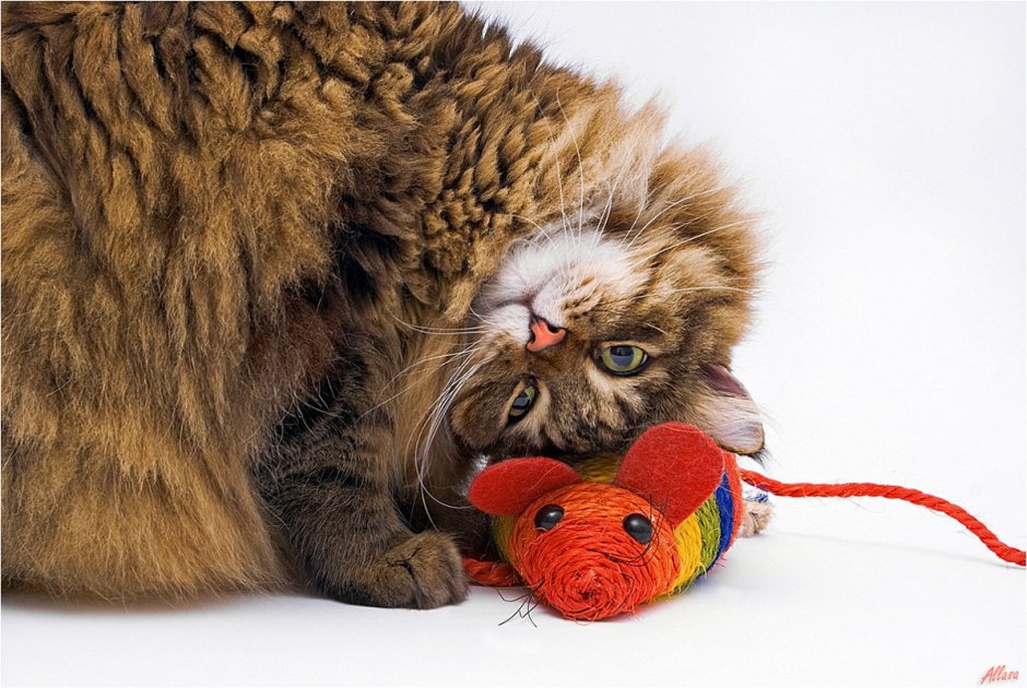 Кошка играется с мышкой