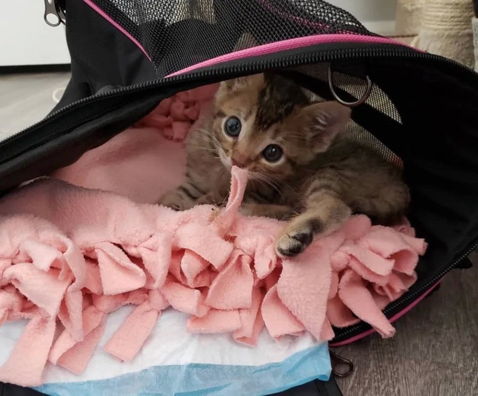 Котенок и мышь