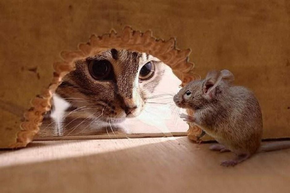 Кот боится мышей