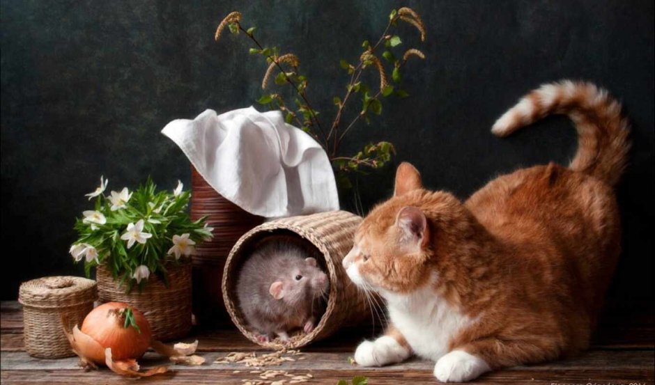 Элеонора Григорьева фотохудожник коты