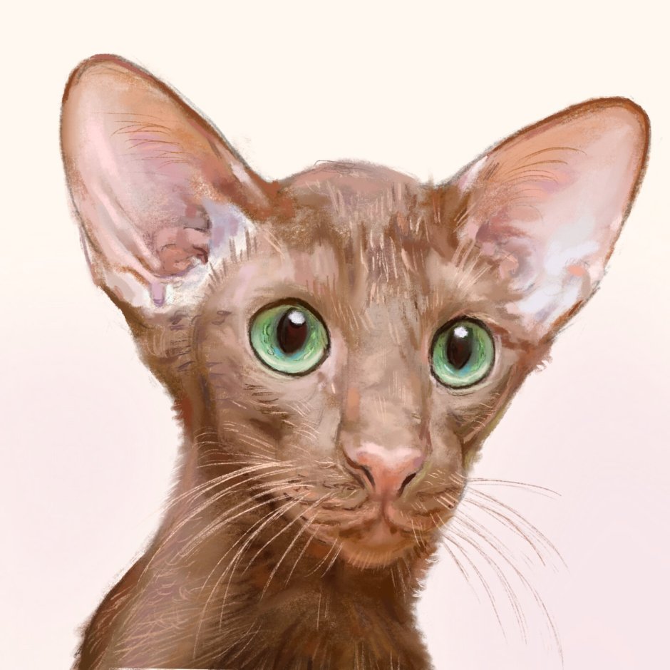 Оринталя кот