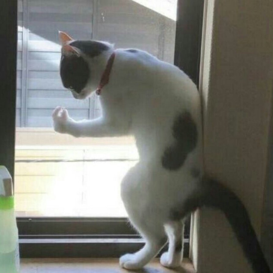 Кот итальянец у окна Мем