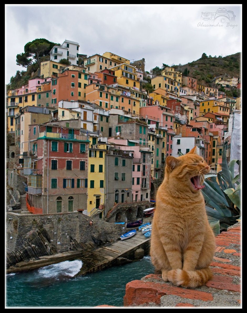 Кошки в Риме