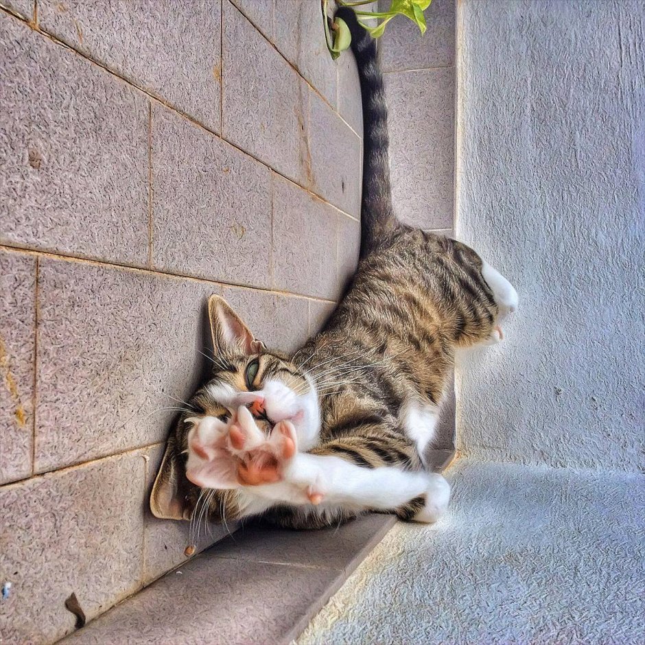 1 Марта коты проснулись