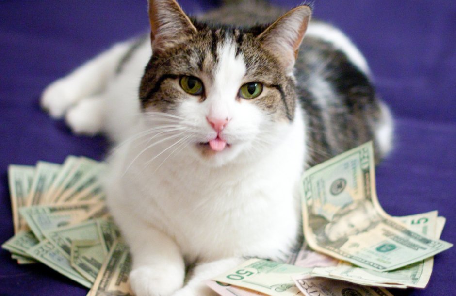Богатый кот