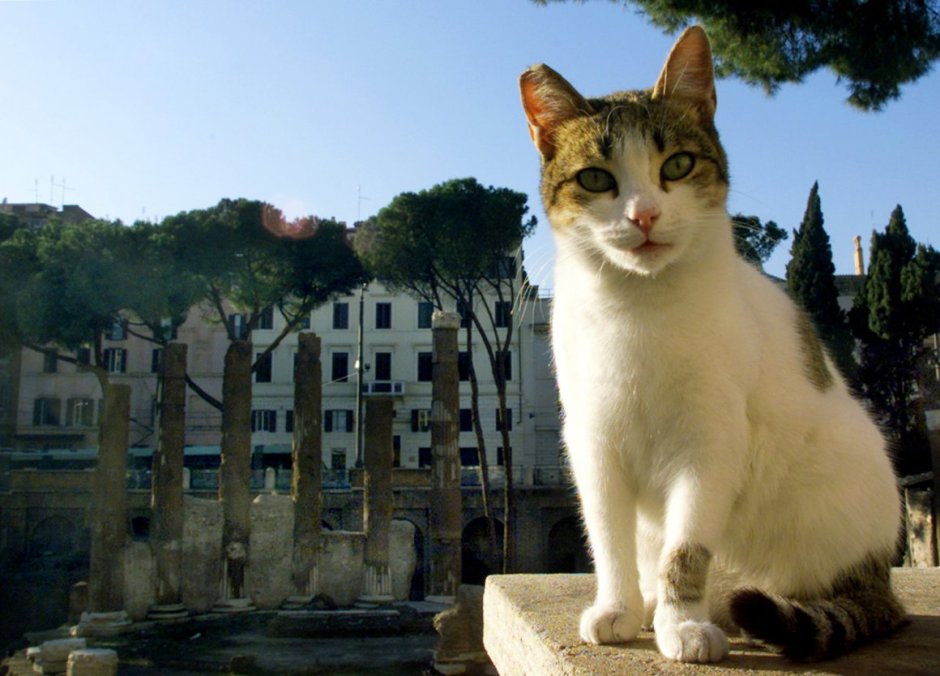 Площадь Торре Арджентина в Риме кошки