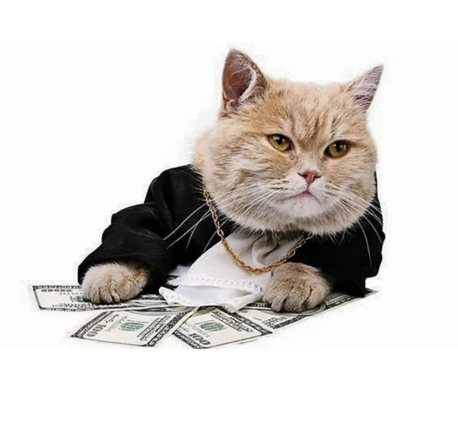 Белый кот в пиджаке