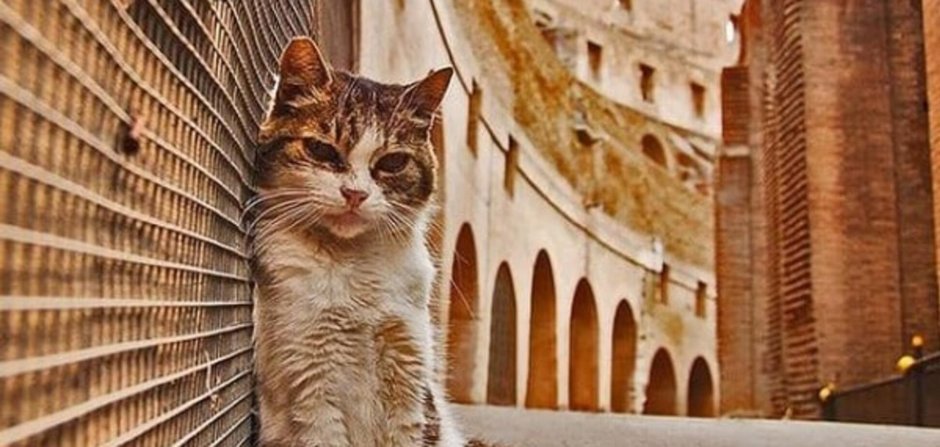 Кот итальянец