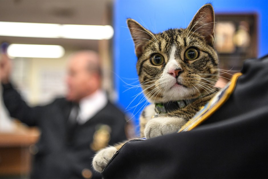 Кот милиционер