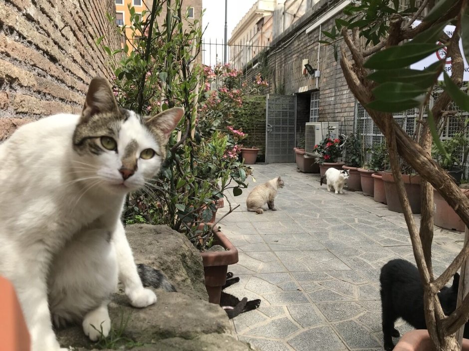 Торре Арджентина в Риме кошачий приют