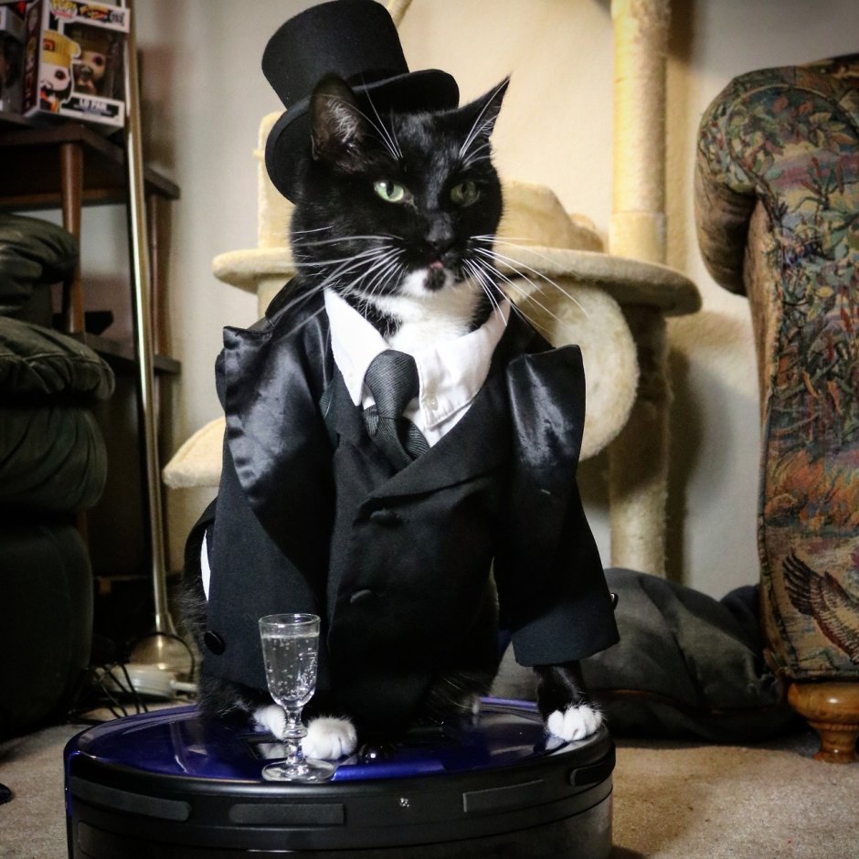 Кот джентльмен