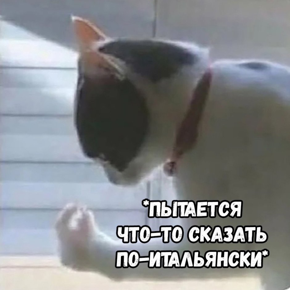 Кот итальянец