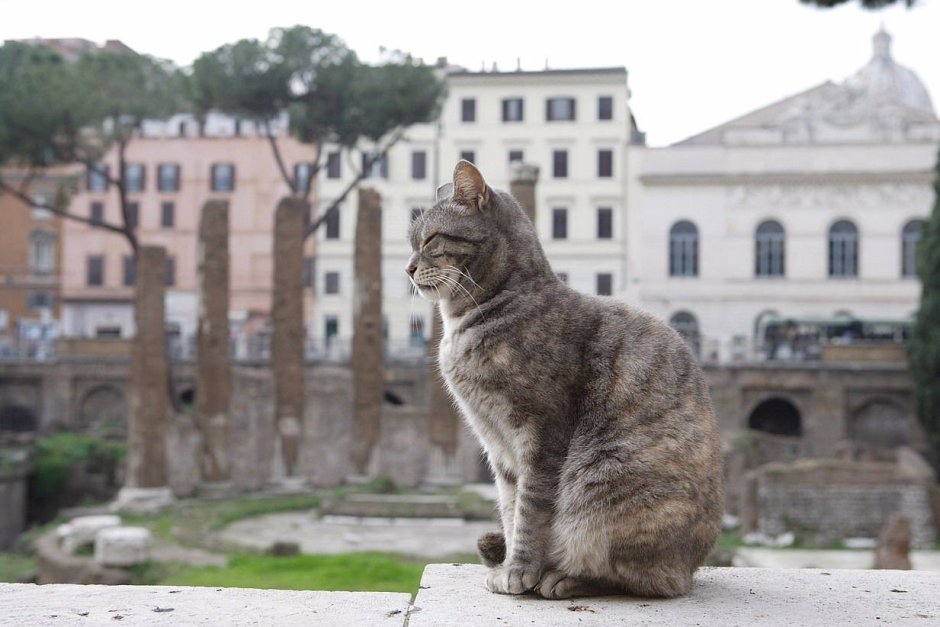 Кошки в Италии