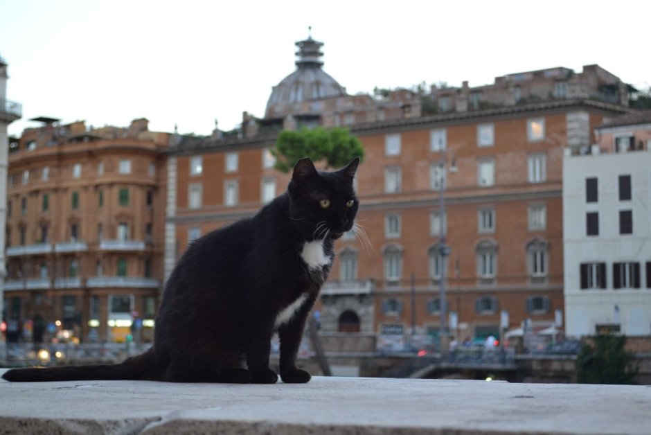 Кошки в Италии