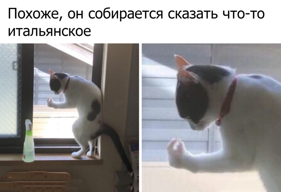 Кот ругается по итальянски
