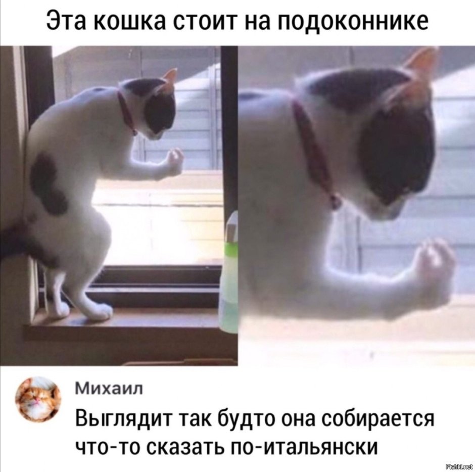 Мемы с итальянцами и котами