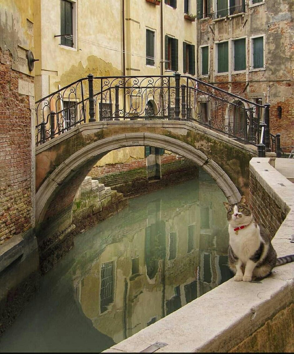 Итальянские коты