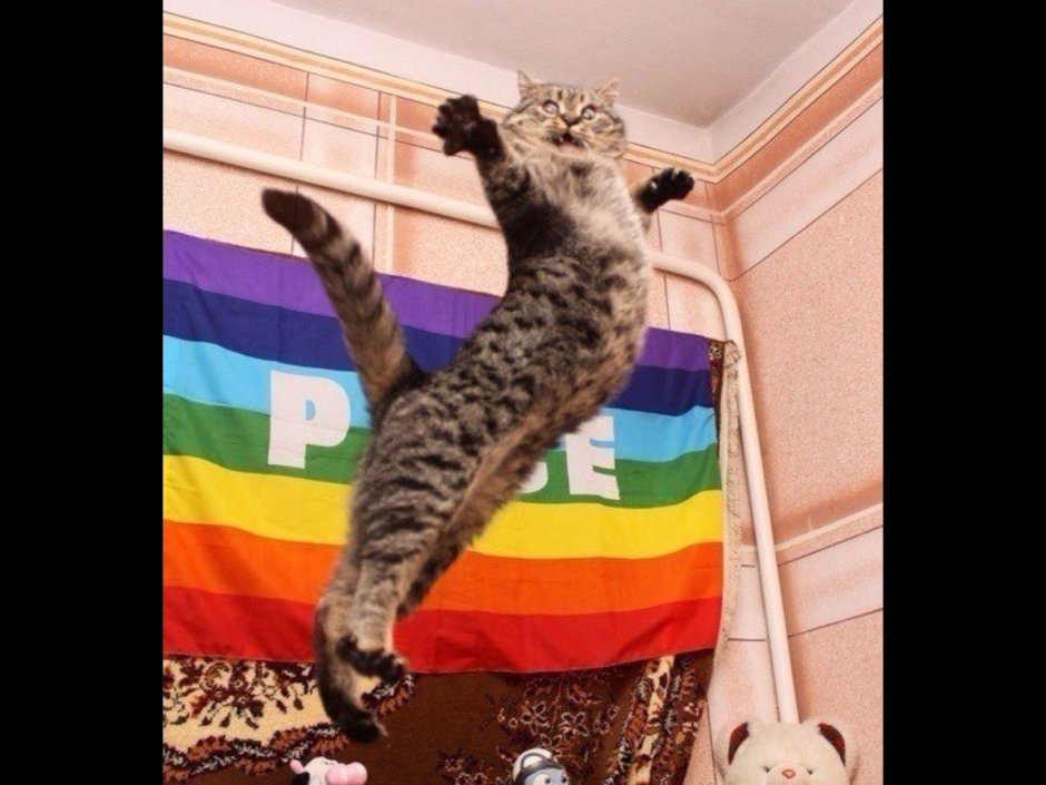 ЛГБТ кот