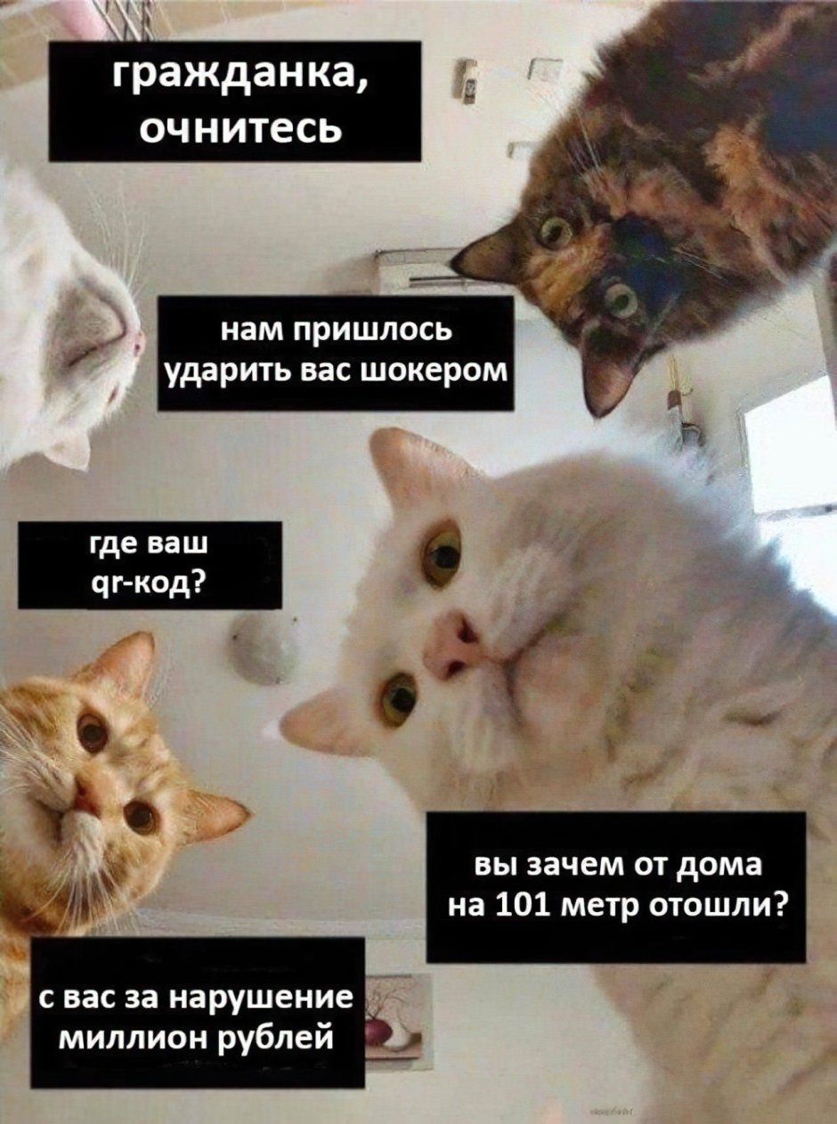 Кот Мем