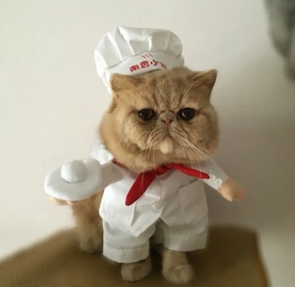 Кот в колпаке повара