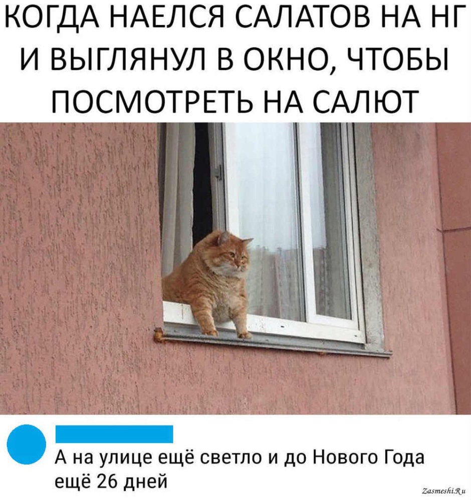 Котик выглядывает из окна