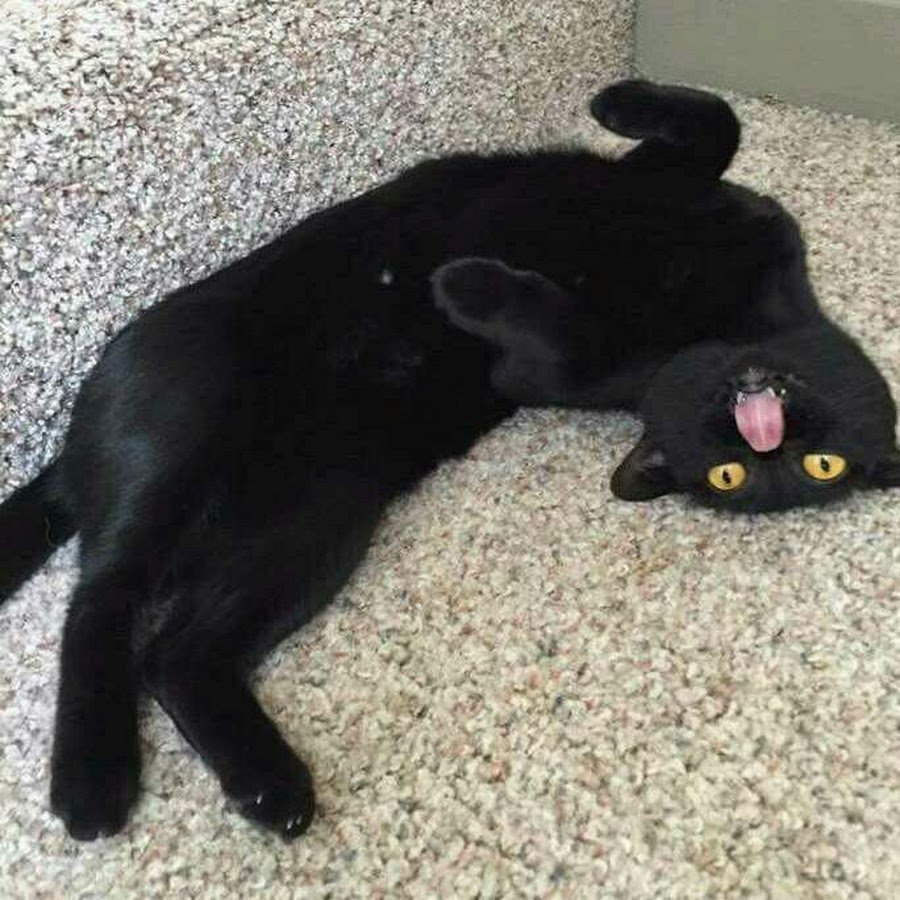 Черный кот с бантом