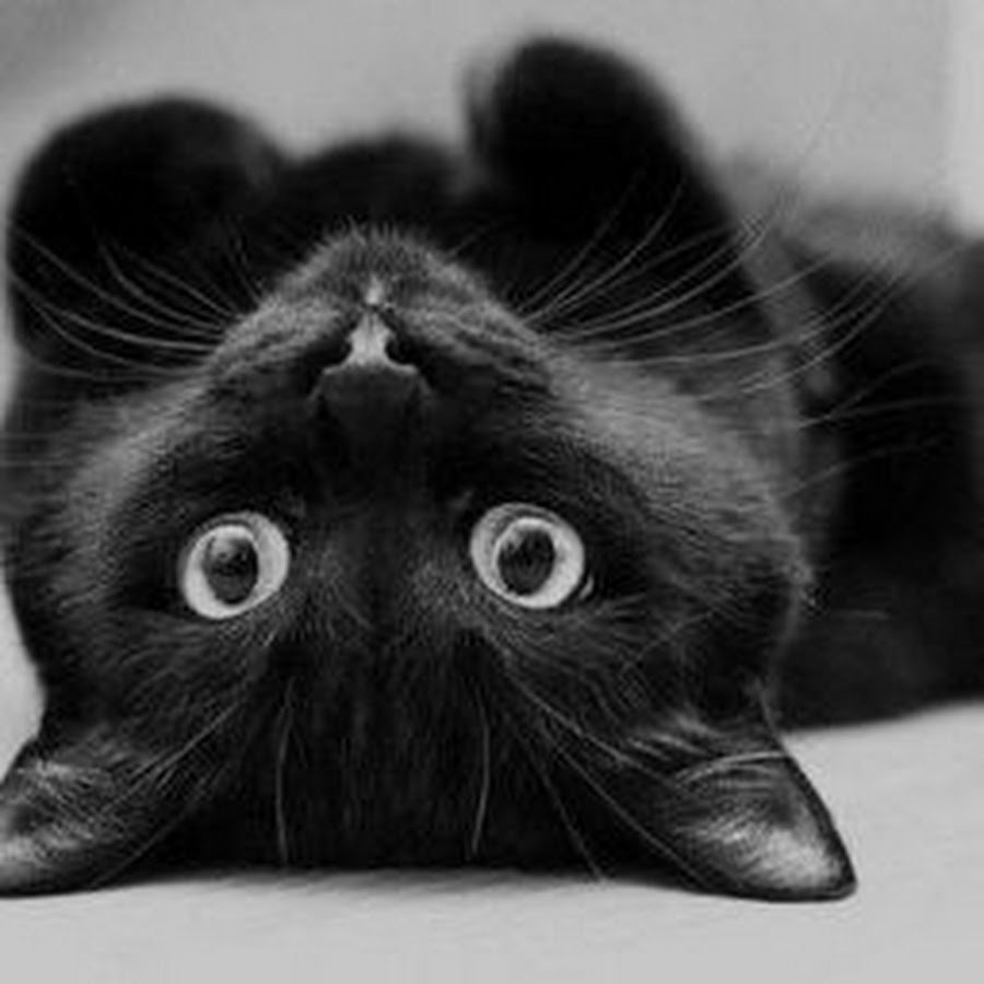 Чёрный котик