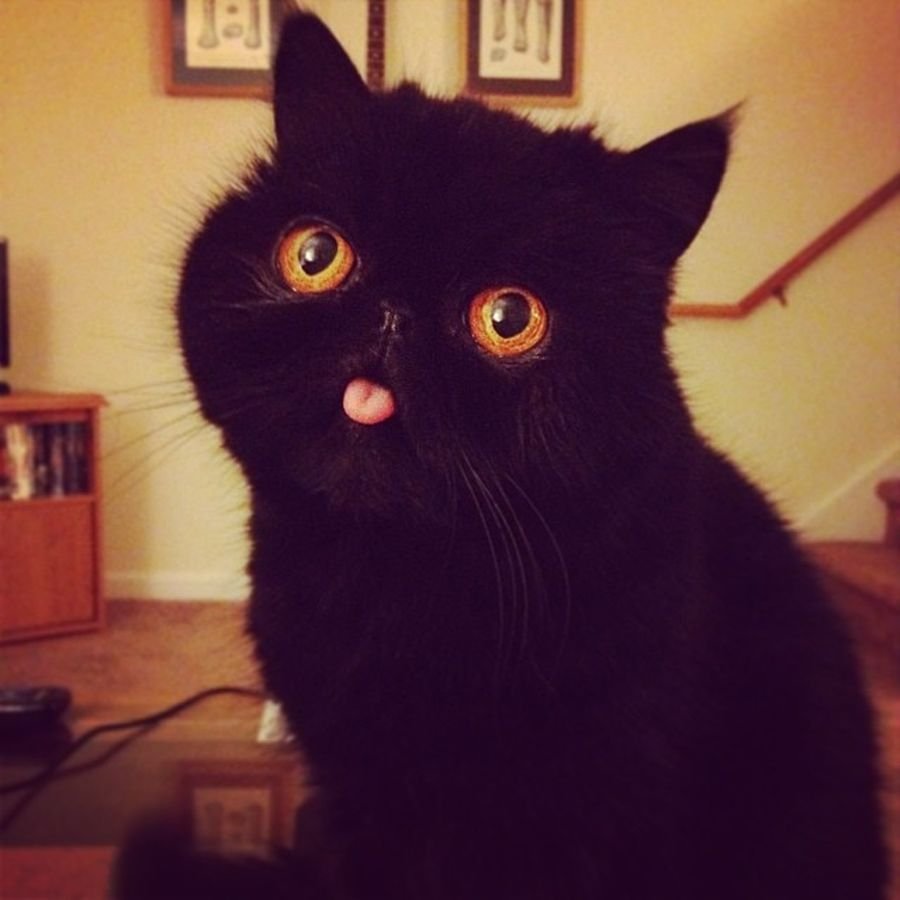 Черная кошка аватарка