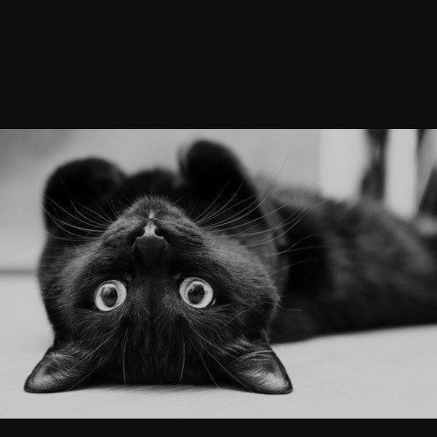 Смешной черный котенок