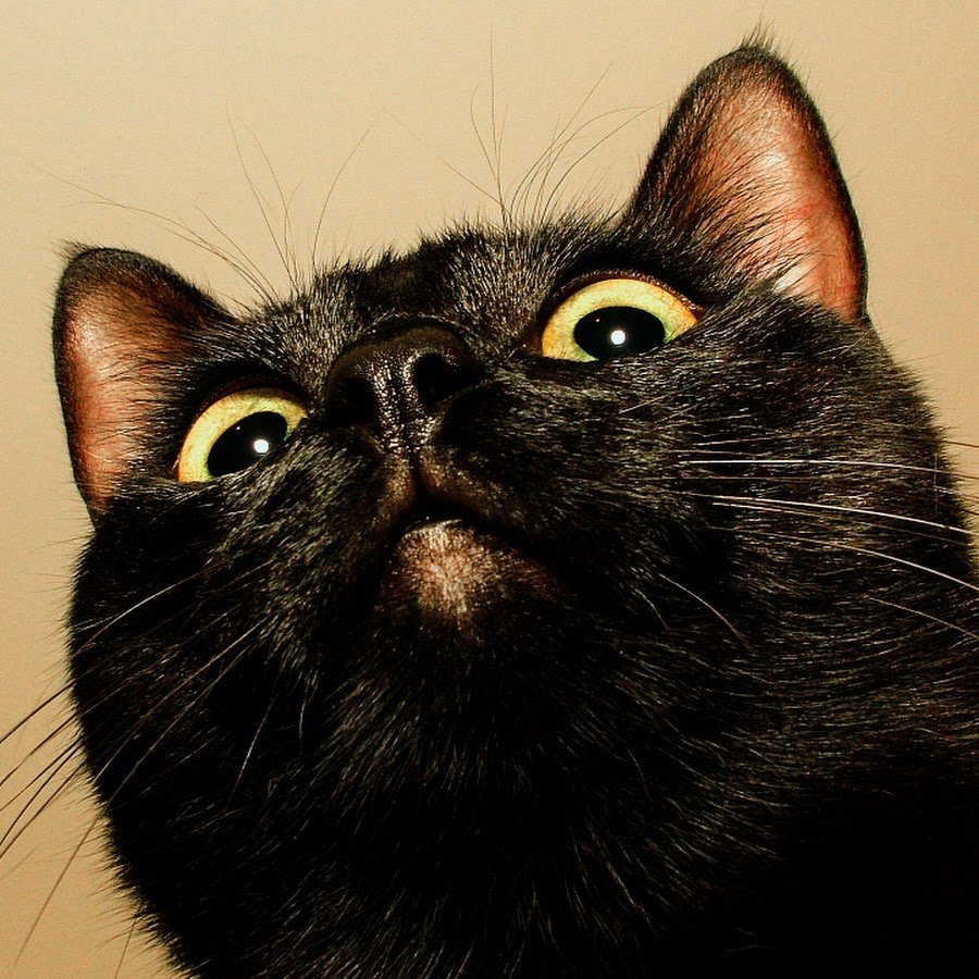 Кошачий уют