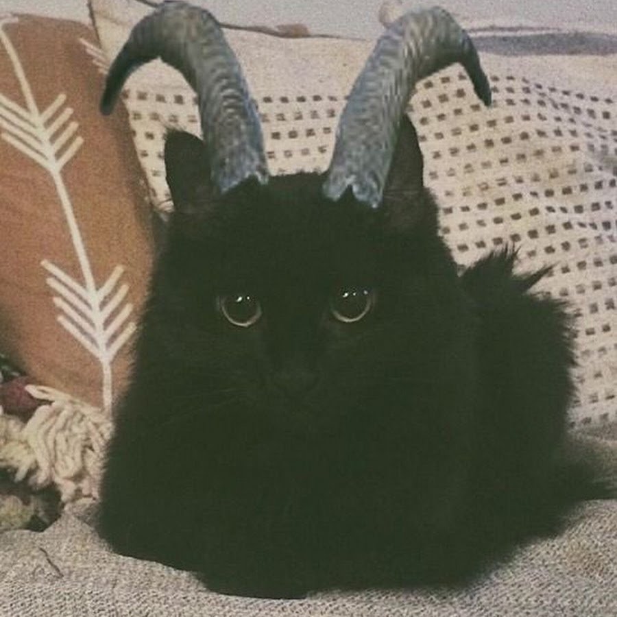 Уилфред Уорриор кот