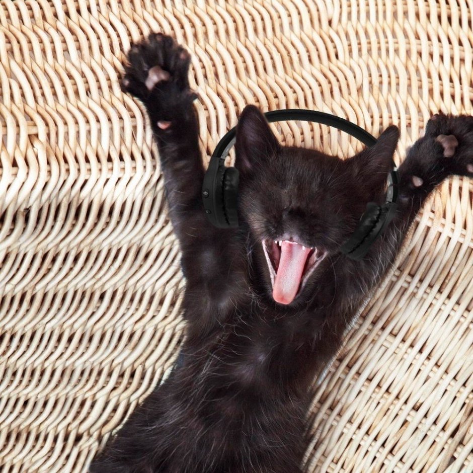 Сумасшедшие кошки