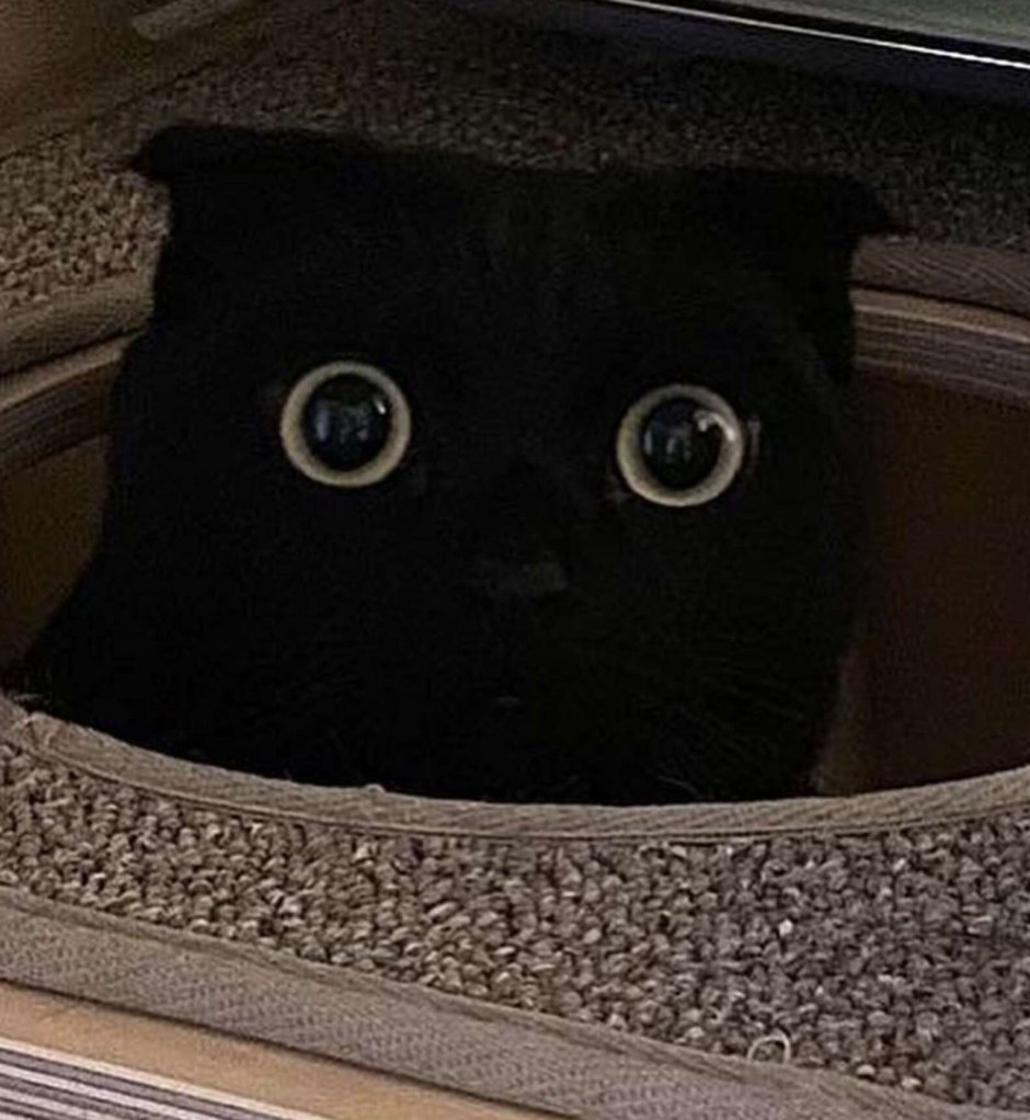 Сказать как говорят кошки