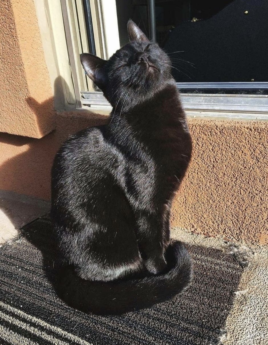 Котики на аву в ватсап