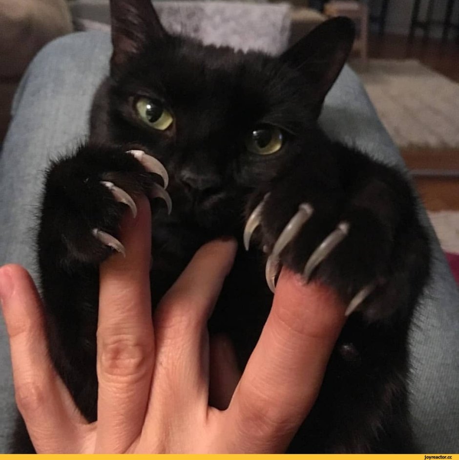 Пек Джей кот