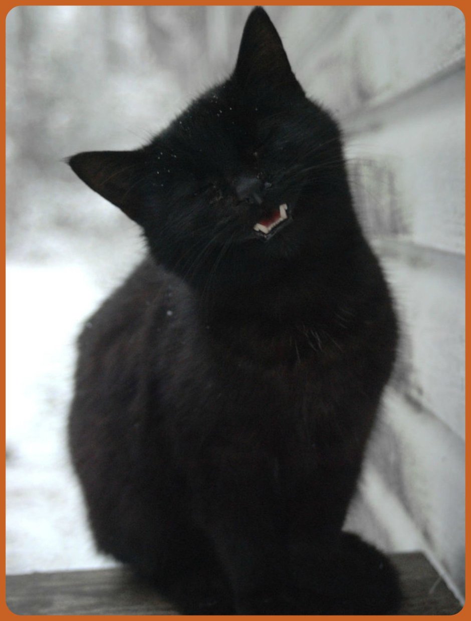 Черный котенок с крылышками